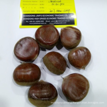 High Quality Fresh Chestnuts